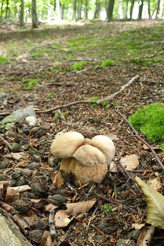 hríb dubový Boletus reticulatus Schaeff.