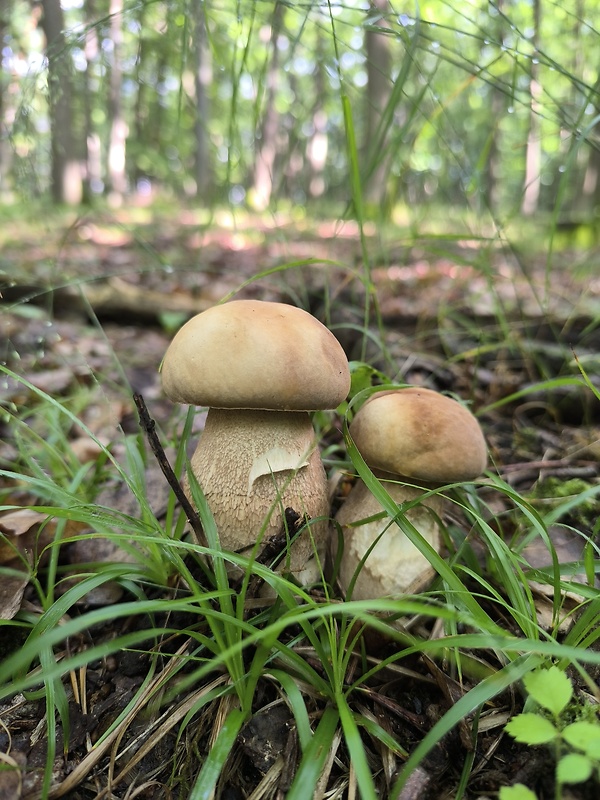 hríb dubový Boletus reticulatus Schaeff.