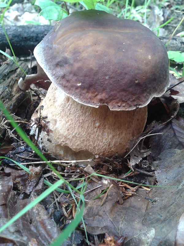 hríb dubový Boletus reticulatus Schaeff.