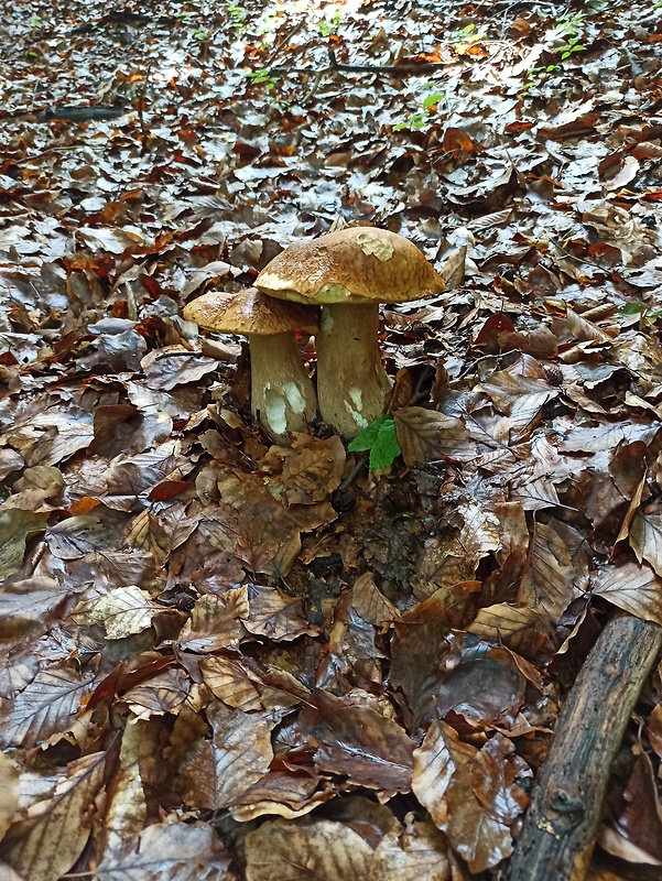 hríb dubový Boletus reticulatus Schaeff.