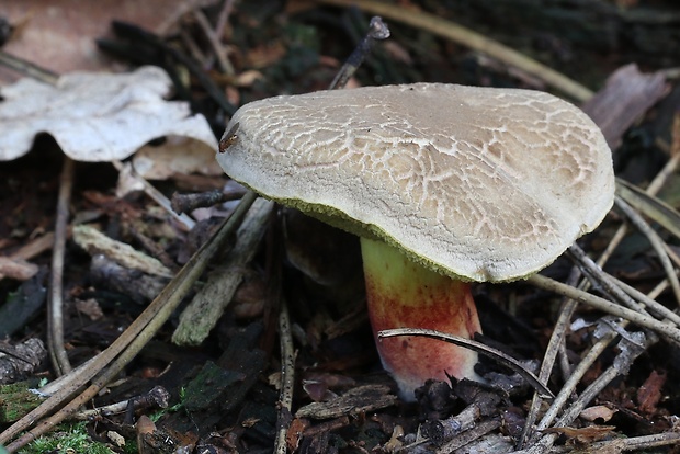 suchohríb plstnatý Boletus subtomentosus L.