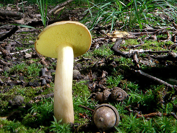 suchohríb plstnatý Boletus subtomentosus L.