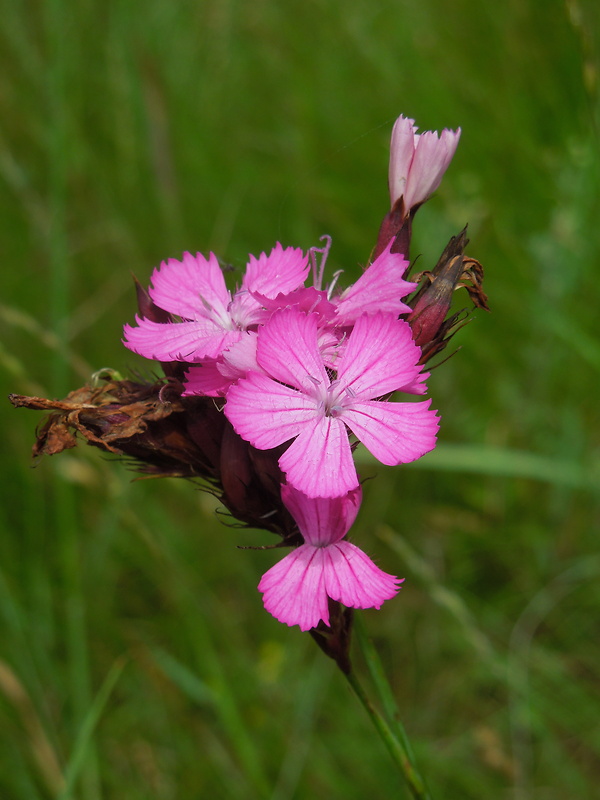 klinček kartuziánsky Dianthus carthusianorum L.