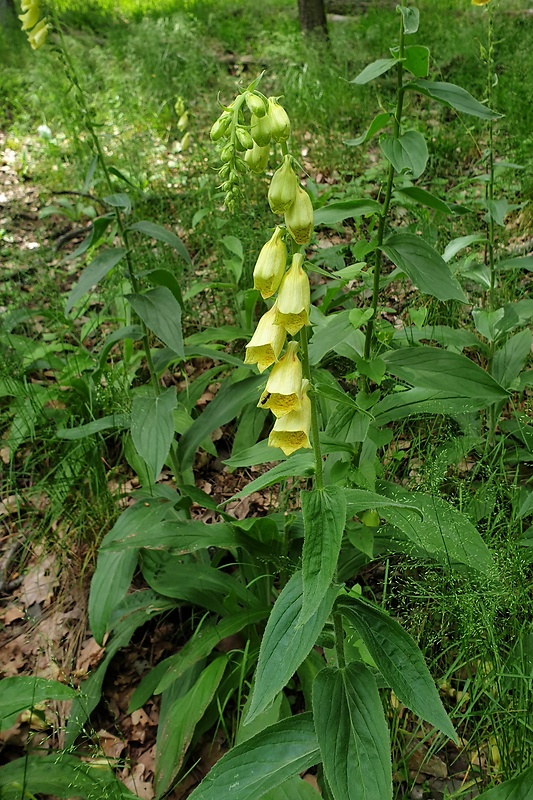 náprstník veľkokvetý Digitalis grandiflora Mill.