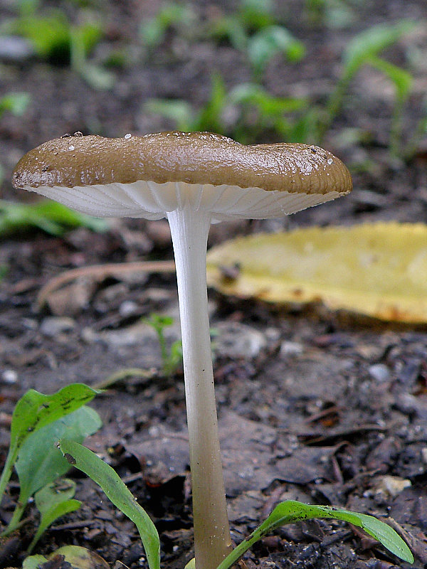 sliznačka koreňujúca Hymenopellis radicata (Relhan) R.H. Petersen