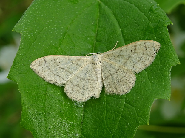 piadica kručinková Idaea aversata