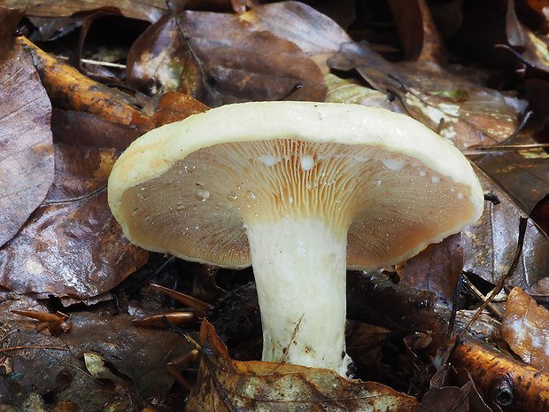 rýdzik bledý Lactarius pallidus Pers.