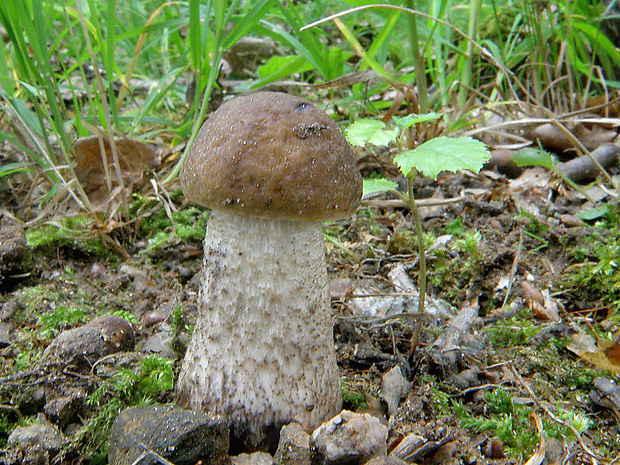 kozák hrabový Leccinum pseudoscabrum (Kallenb.) Šutara