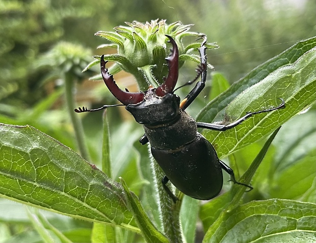 roháč veľký Lucanus cervus