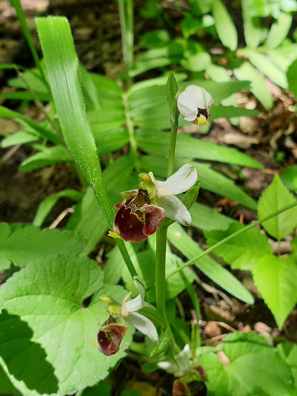 hmyzovník holubyho Ophrys holubyana András.