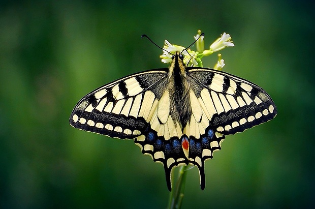 vidlochvost feniklový (sk) / otakárek fenyklový (cz) Papilio machaon (Linnaeus, 1758)