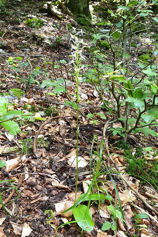 vemenník dvojlistý Platanthera bifolia (L.) Rich.