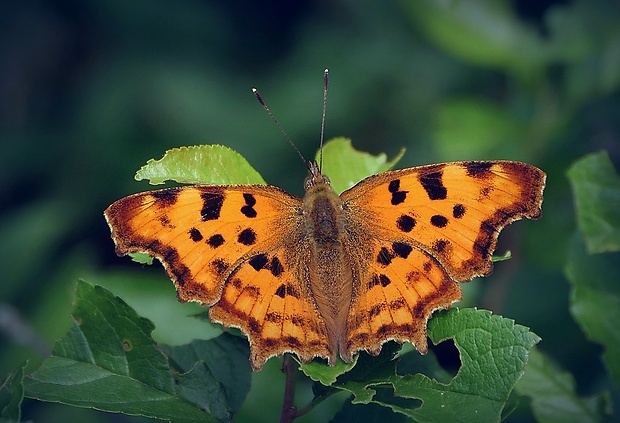 babôčka zubatokrídla (sk) / babočka bílé C Polygonia c-album (Linnaeus, 1758)