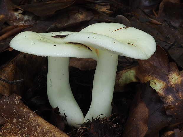 plávka Raoultova Russula raoultii Quél.