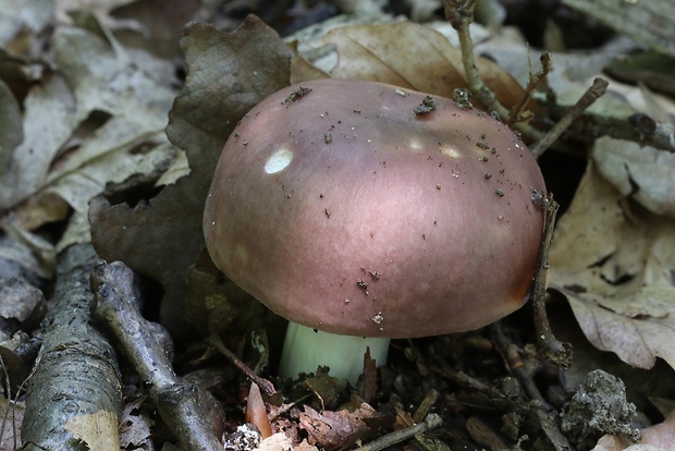 plávka mandľová Russula vesca Fr.