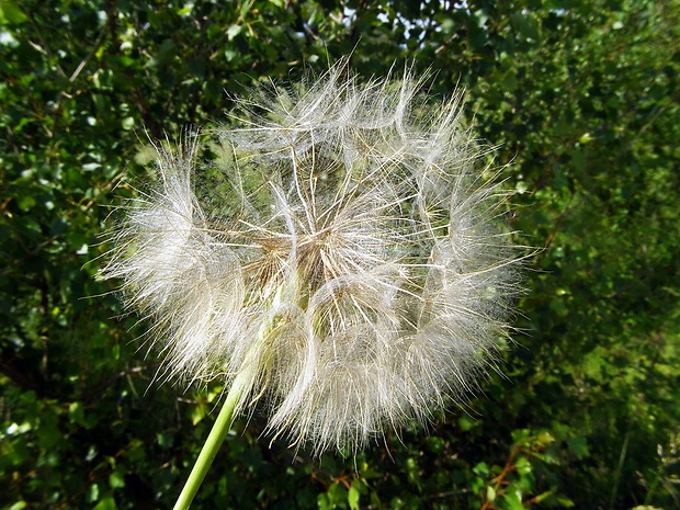 kozobrada kyjačikovitá ,po odkvitnutí Tragopogon dubius Scop.