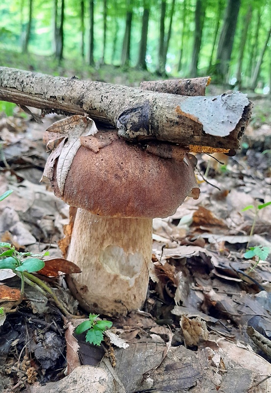 hríb dubový Boletus reticulatus Schaeff.