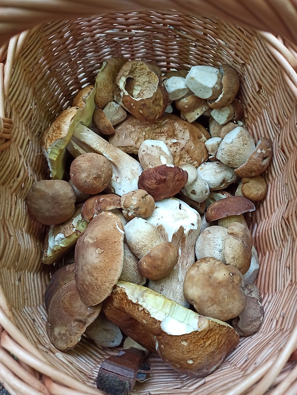 hríb dubový Boletus reticulatus Schaeff.