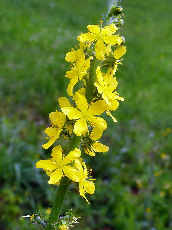 repík lekársky Agrimonia eupatoria L.