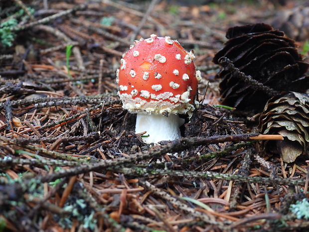 muchotrávka červená Amanita muscaria (L.) Lam.