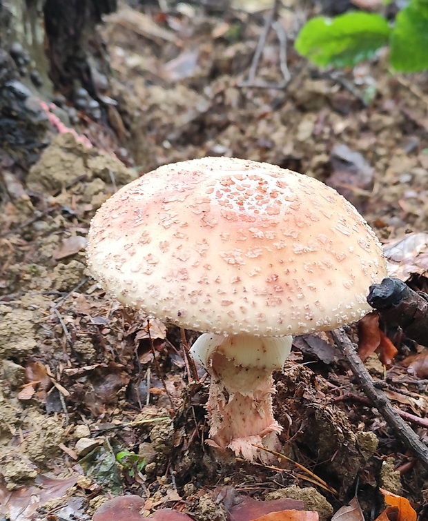 muchotrávka červenkastá Amanita rubescens Pers.