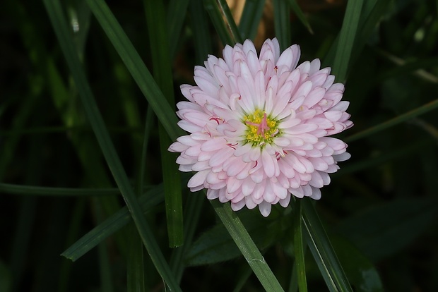 sedmokráska obyčajná Bellis perennis L.