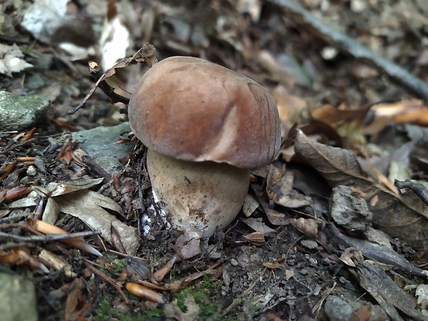 hríb dubový Boletus reticulatus Schaeff.