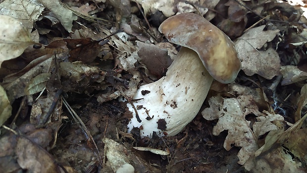 hríb dubový Boletus reticulatus Schaeff.