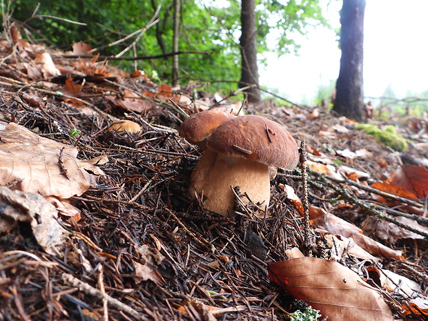 hríb dubový Boletus reticulatus Schaeff.