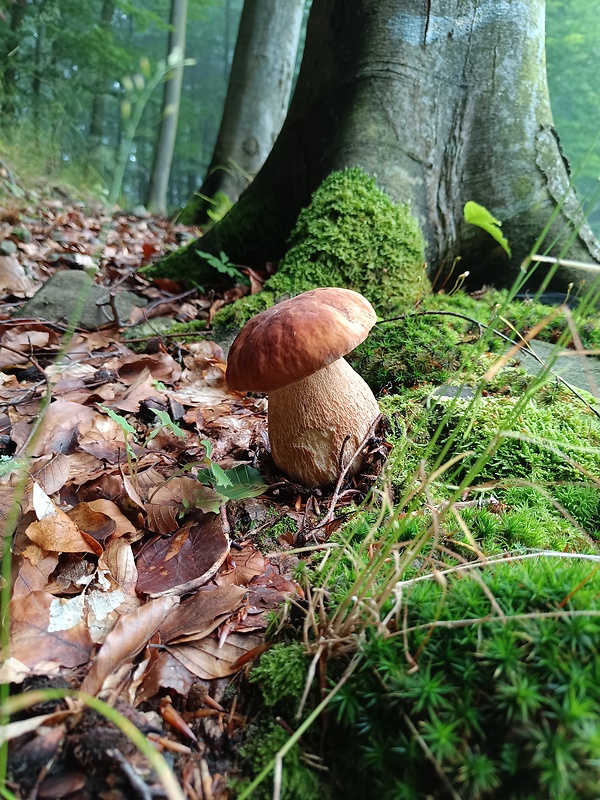 hríb dubový Boletus reticulatus Schaeff.