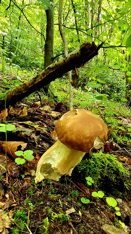 hríb dubový Boletus reticulatus Schaeff.