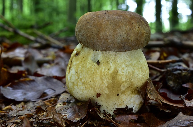 hríb dubový Boletus reticulatus Schaeff.