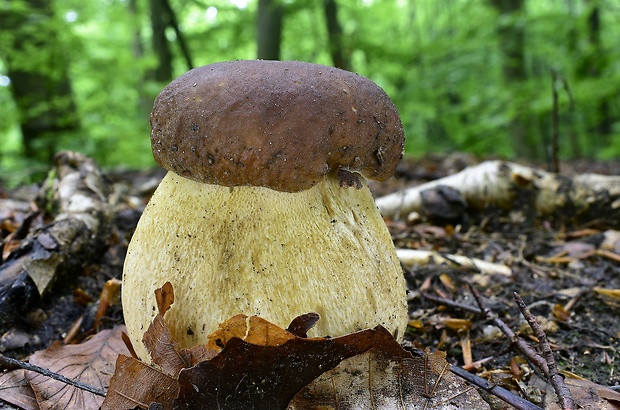 hríb dubový Boletus reticulatus Schaeff.