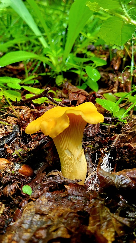 kuriatko bledé Cantharellus pallens Pilát