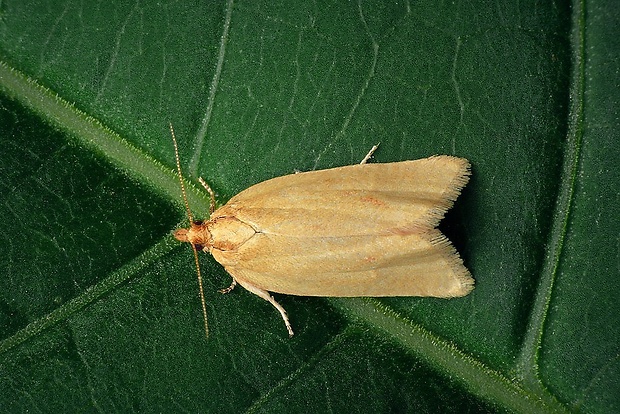 obaľovač palinový (sk) / obaleč pelyňkový (cz) Clepsis pallidana (Fabricius, 1776)