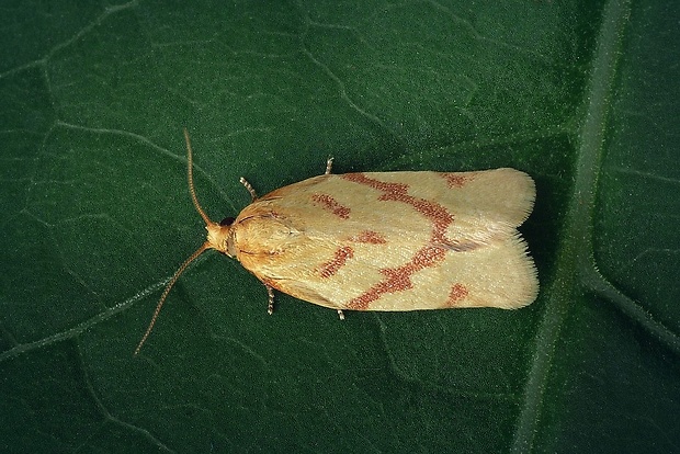 obaľovač palinový (sk) / obaleč pelyňkový (cz) Clepsis pallidana (Fabricius, 1776)