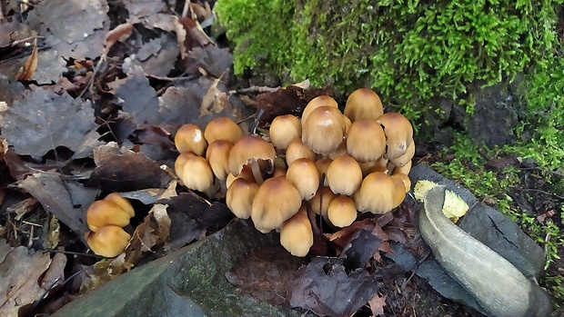 hnojník Coprinellus sp.