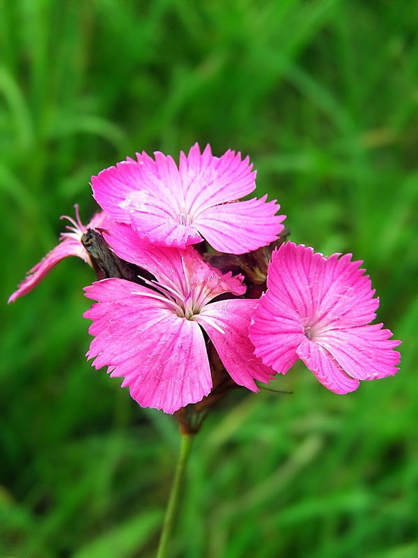 klinček kartuziánsky Dianthus carthusianorum L.