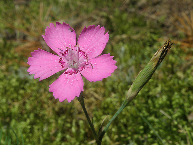 klinček slzičkový Dianthus deltoides L.