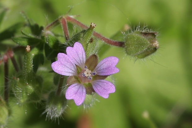 pakost nízky Geranium pusillum Burm. f.