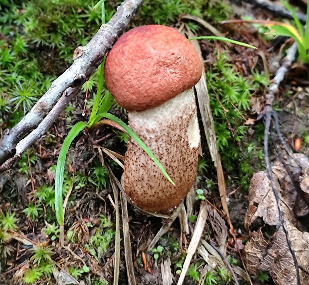 kozák Leccinum sp.