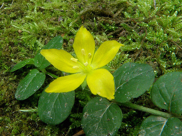 čerkáč peniažtekový  Lysimachia nummularia L.