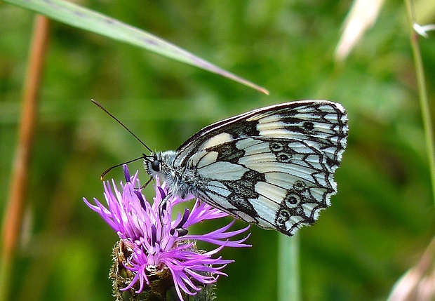 očkáň timotejkový Melanargia galathea