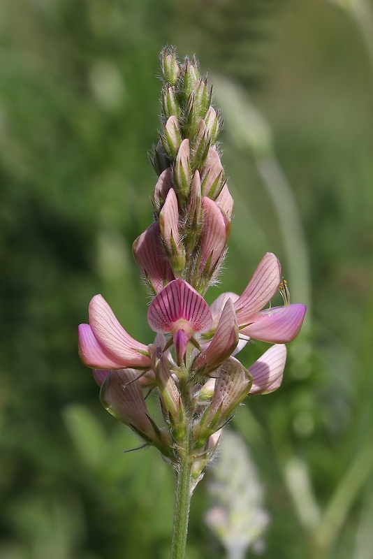 vičenec vikolistý Onobrychis viciifolia Scop.