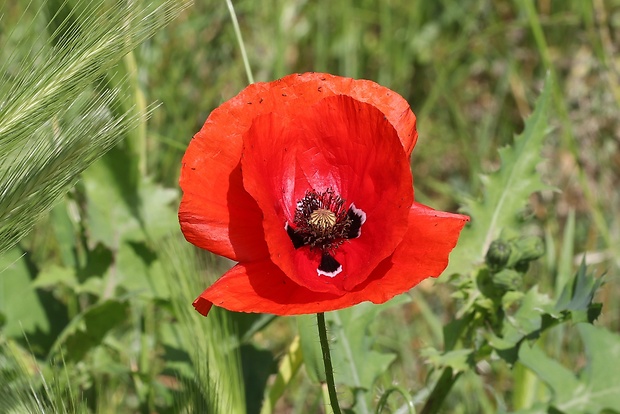 mak vlčí Papaver rhoeas L.