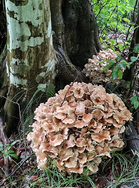 trúdnik klobúčkatý Polyporus umbellatus (Pers.) Fr.