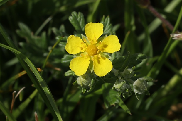 nátržník strieborný Potentilla argentea L.