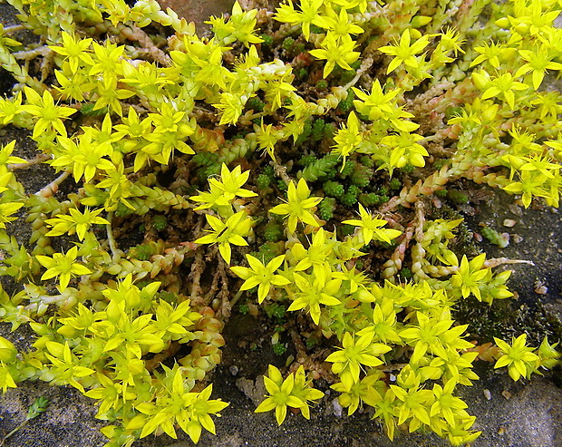 rozchodník prudký Sedum acre L.