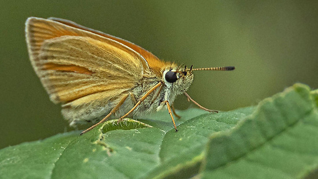 súmračník čiarkový Thymelicus lineola