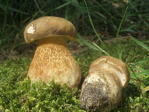 podhríb žlčový Tylopilus felleus (Bull.) P. Karst.